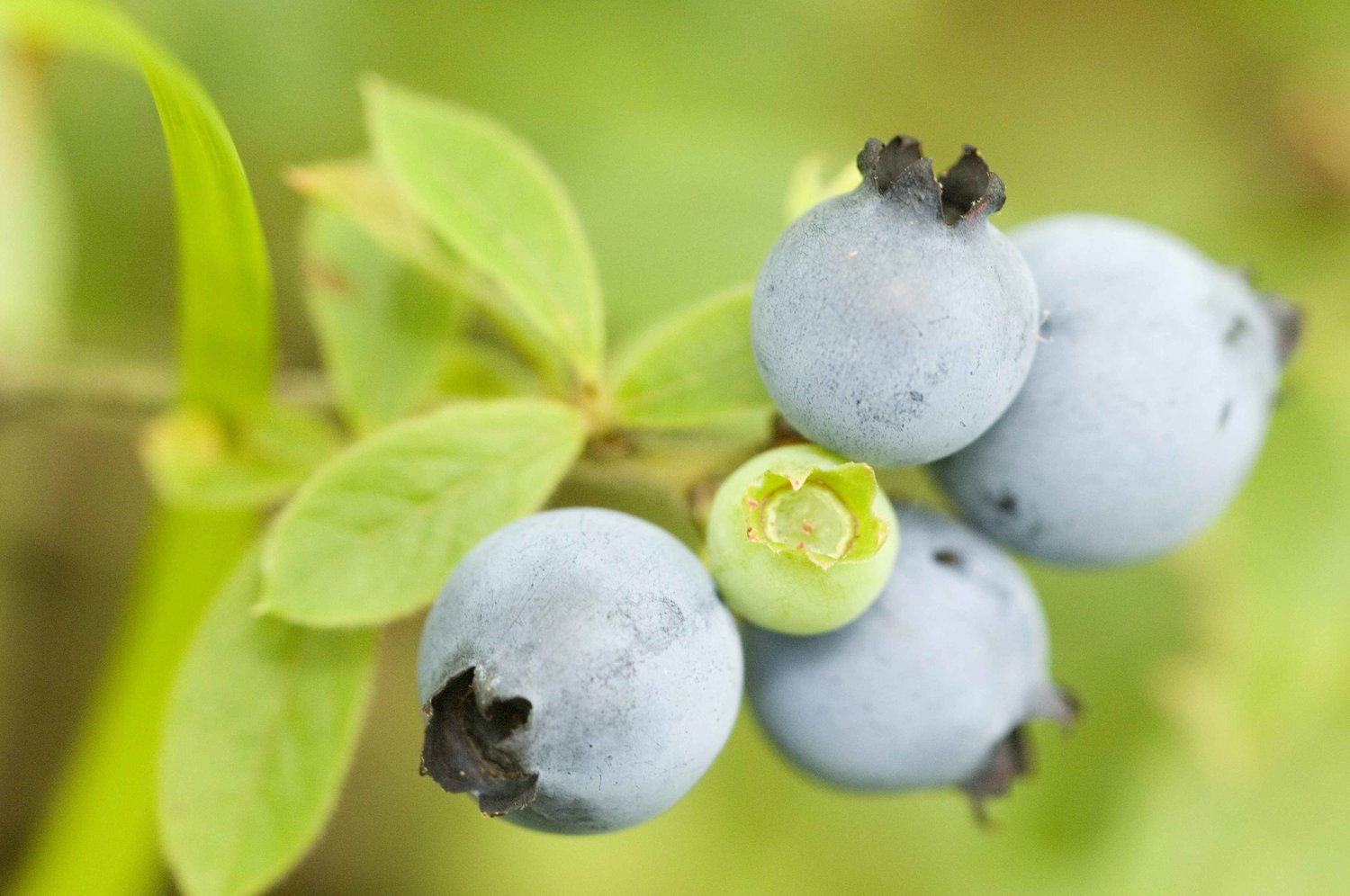 Wild blueberries are abundant in July.